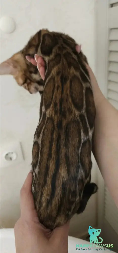 Тash Bengal male black spotted tabby - live animals