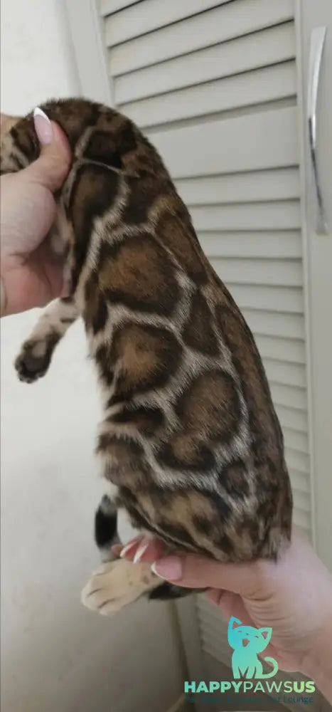 Тash Bengal male black spotted tabby - live animals
