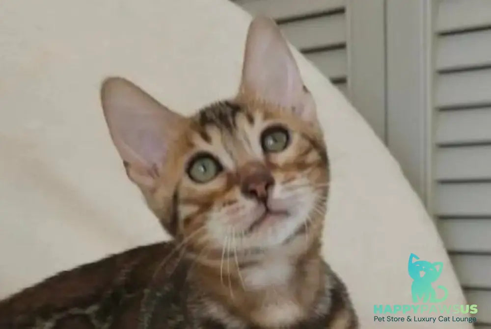 Тash Bengal male black spotted tabby - live animals