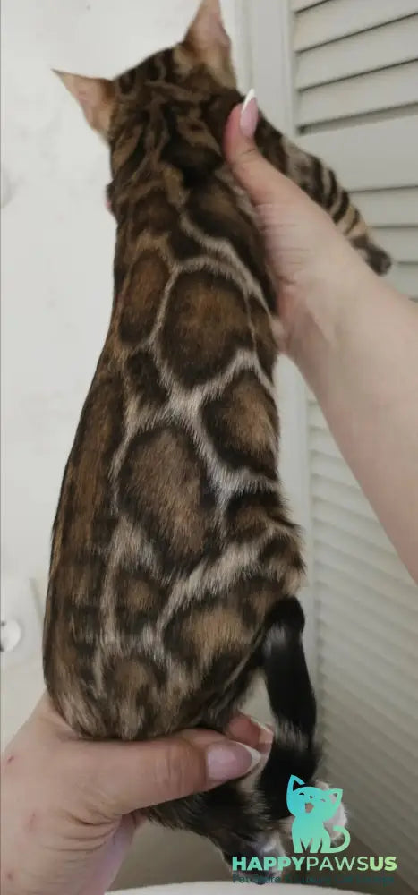 Тash Bengal male black spotted tabby - live animals