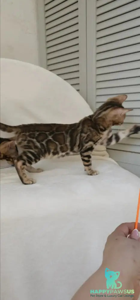 Тash Bengal male black spotted tabby - live animals