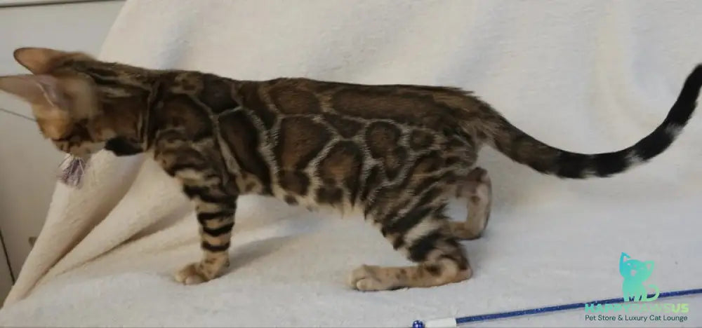 Тash Bengal male black spotted tabby - live animals