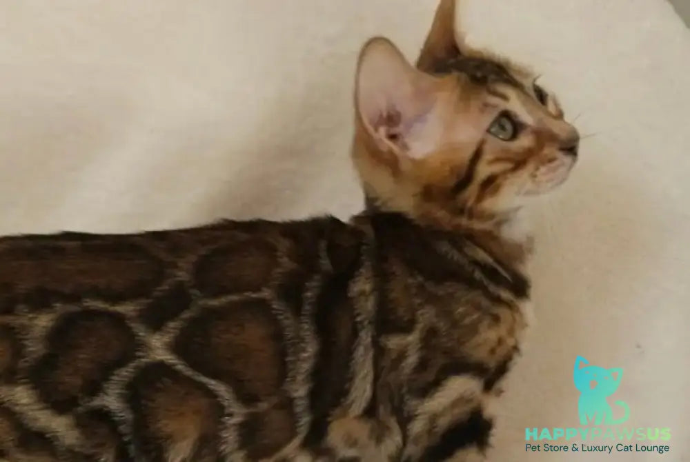 Тash Bengal male black spotted tabby - live animals