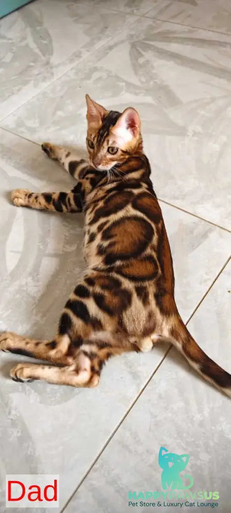 Тash Bengal male black spotted tabby - live animals