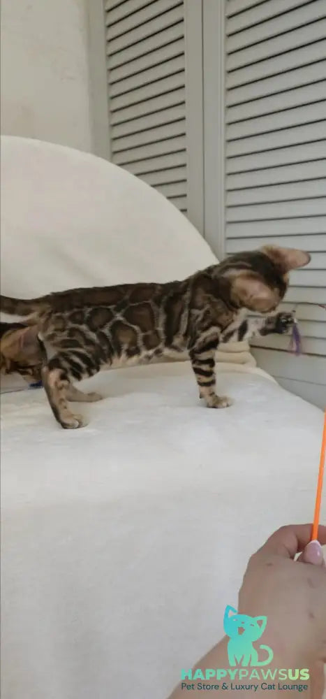 Тash Bengal male black spotted tabby - live animals