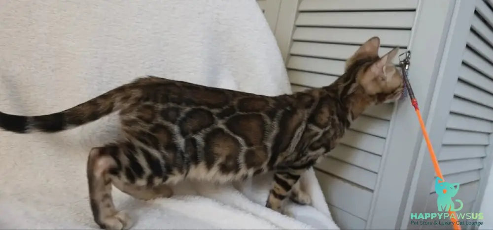Тash Bengal male black spotted tabby - live animals