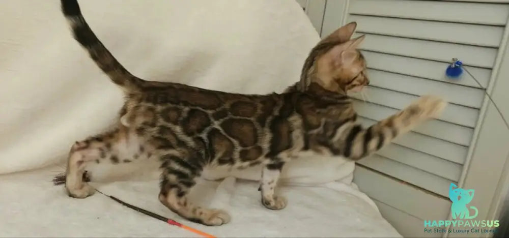 Тash Bengal male black spotted tabby - live animals