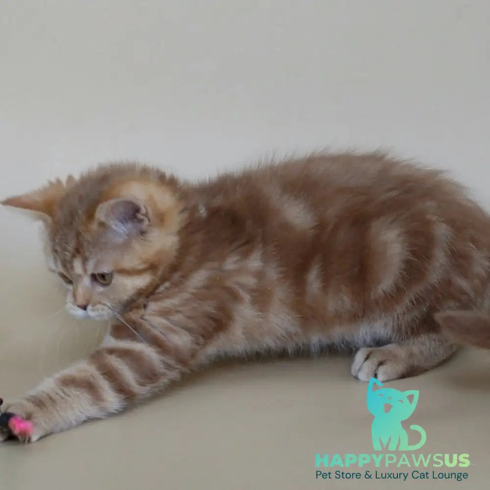 Tasha Scottish Straight male cinnamon tabby - live animals