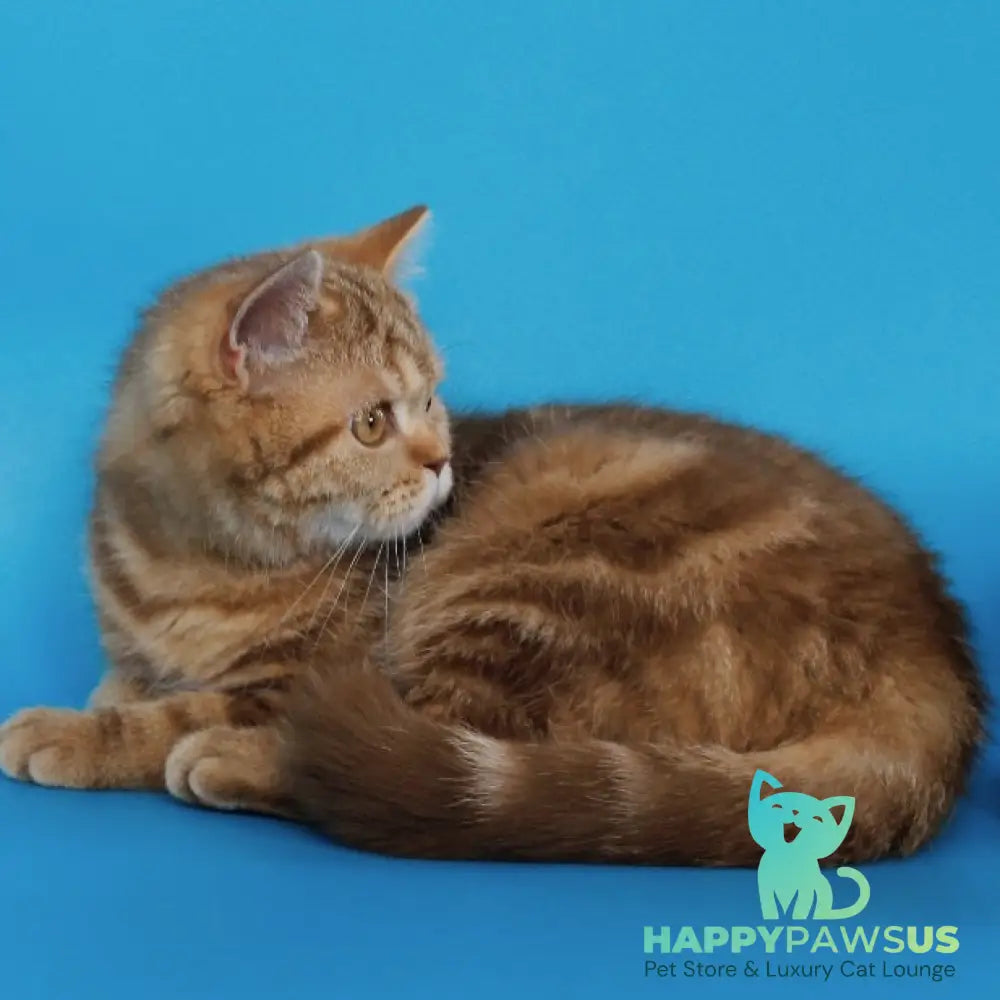 Tasha Scottish Straight male cinnamon tabby - live animals