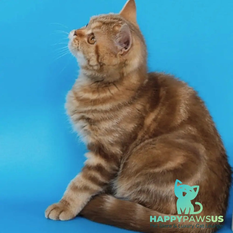 Tasha Scottish Straight male cinnamon tabby - live animals