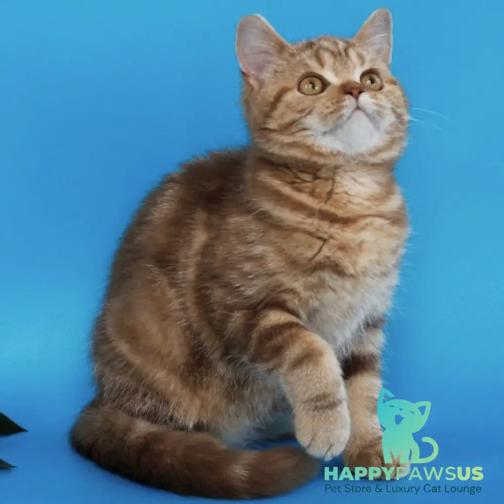 Tasha Scottish Straight male cinnamon tabby - live animals