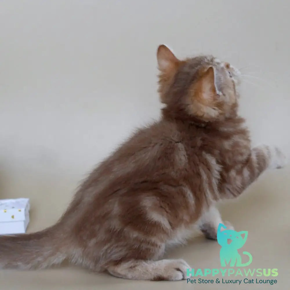 Tasha Scottish Straight male cinnamon tabby - live animals