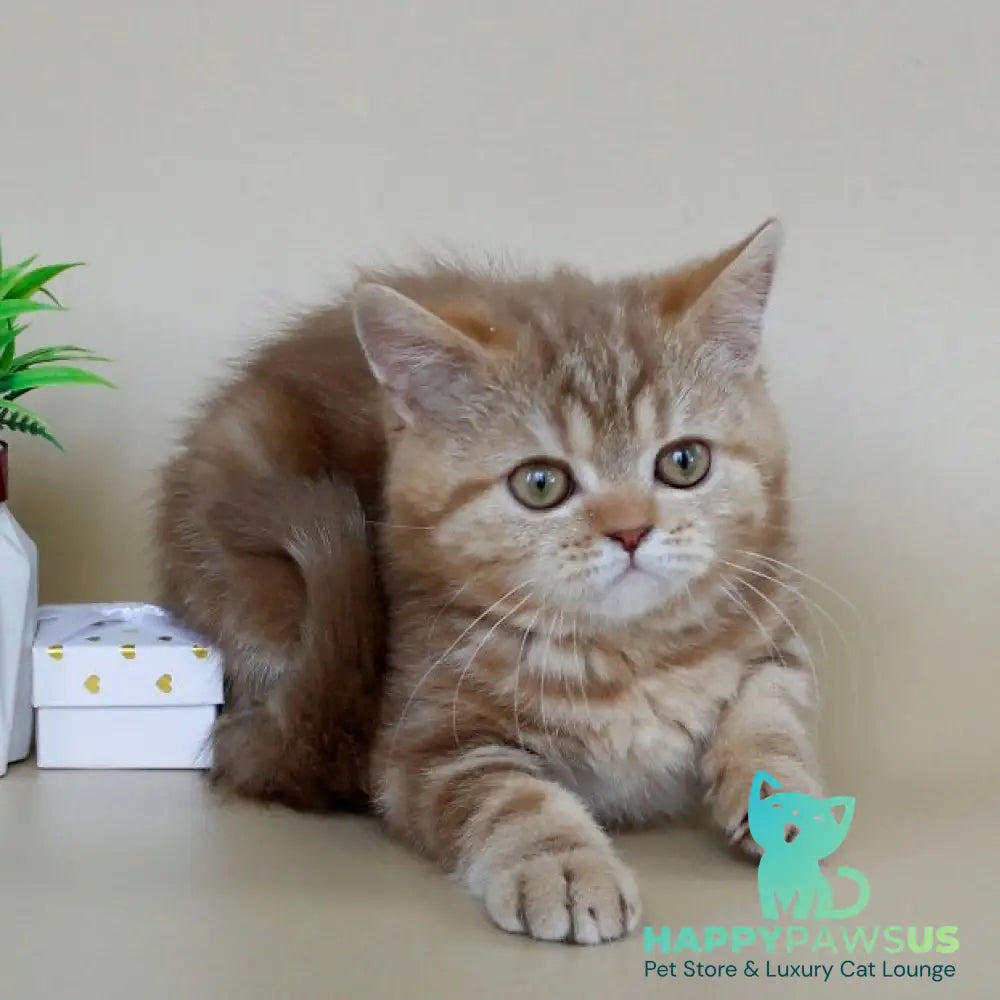 Tasha Scottish Straight male cinnamon tabby - live animals