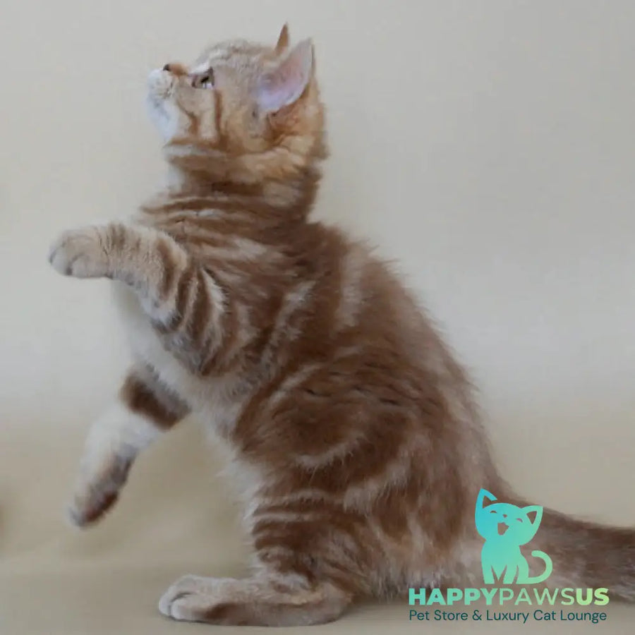 Tasha Scottish Straight male cinnamon tabby - live animals
