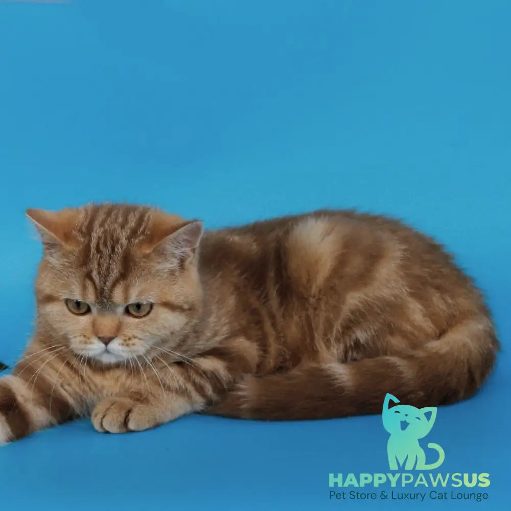 Tasha Scottish Straight male cinnamon tabby - live animals