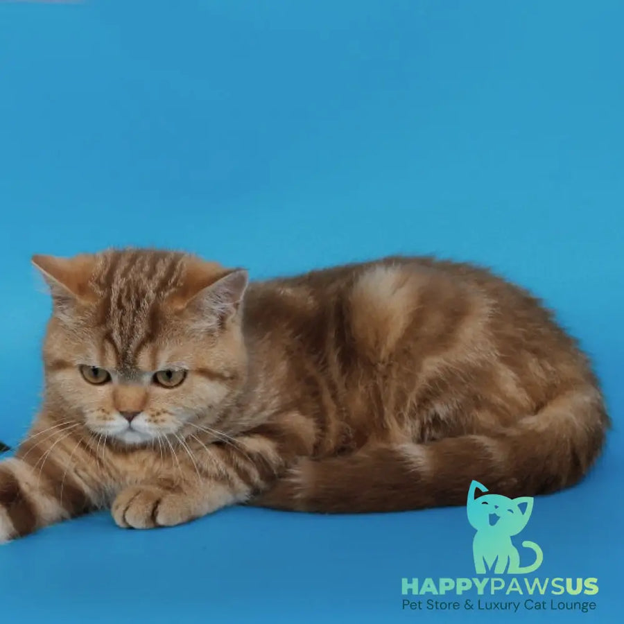 Tasha Scottish Straight male cinnamon tabby - live animals