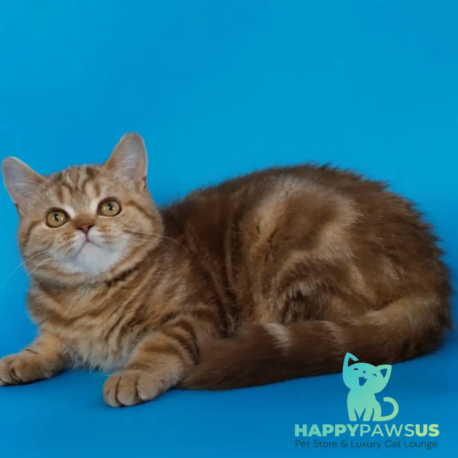 Tasha Scottish Straight male cinnamon tabby - live animals