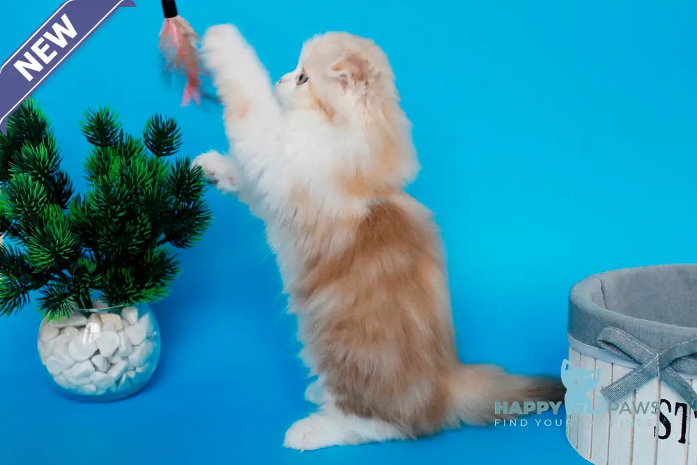 Tasmin Scottish Fold female cinnamon tortie tabby bicolour live animals