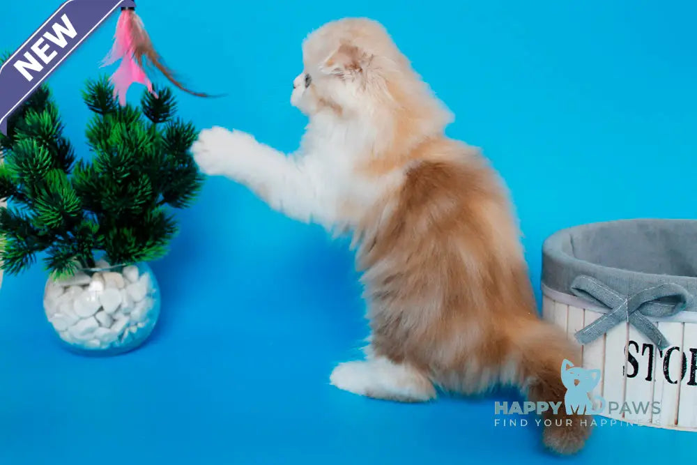 Tasmin Scottish Fold female cinnamon tortie tabby bicolour live animals