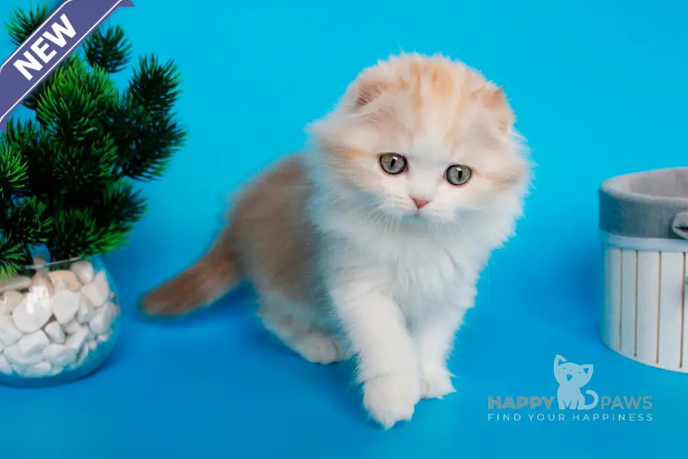 Tasmin Scottish Fold female cinnamon tortie tabby bicolour live animals