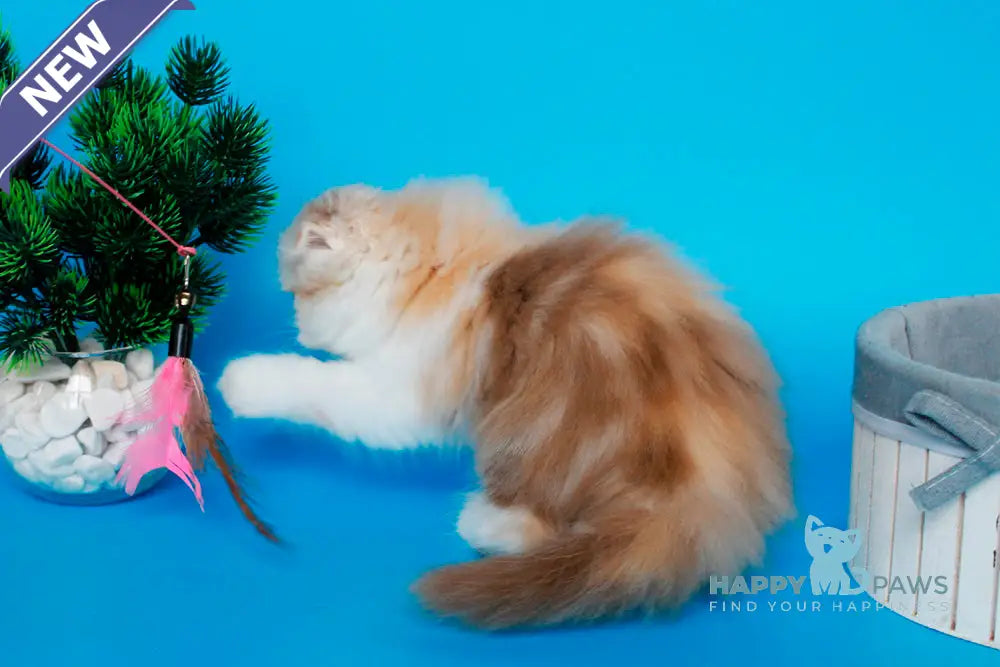 Tasmin Scottish Fold female cinnamon tortie tabby bicolour live animals