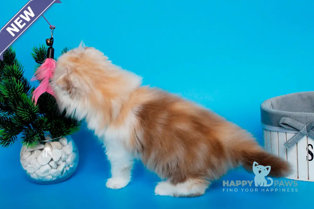 Tasmin Scottish Fold female cinnamon tortie tabby bicolour live animals