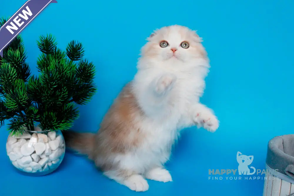 Tasmin Scottish Fold female cinnamon tortie tabby bicolour live animals