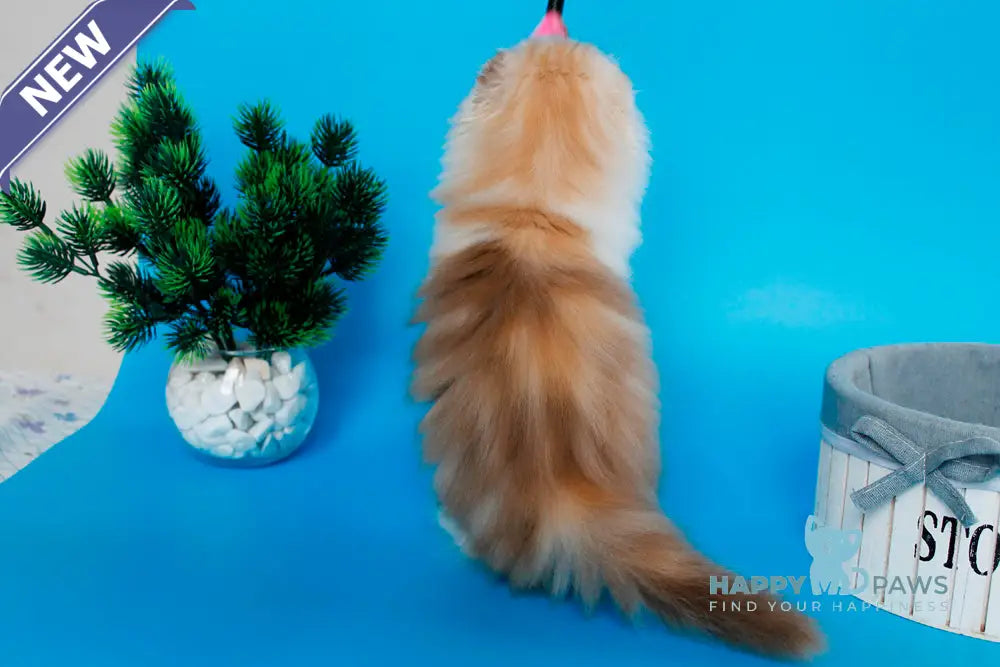 Tasmin Scottish Fold female cinnamon tortie tabby bicolour live animals