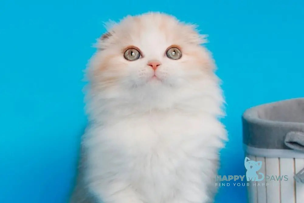 Tasmin Scottish Fold female cinnamon tortie tabby bicolour live animals