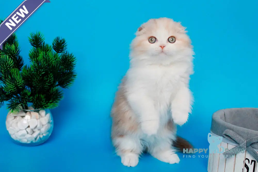 Tasmin Scottish Fold female cinnamon tortie tabby bicolour live animals