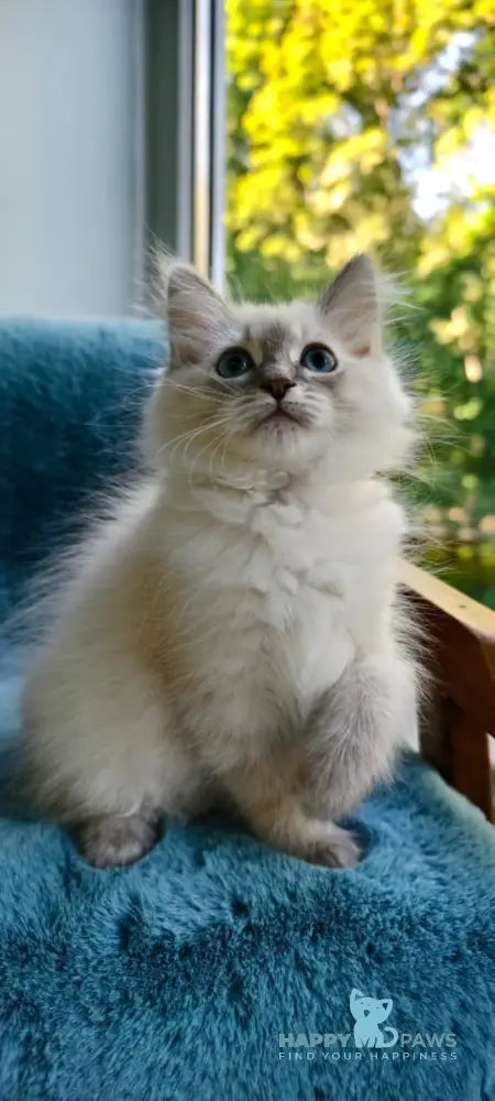 Tasya Siberian female seal tabby pointed live animals