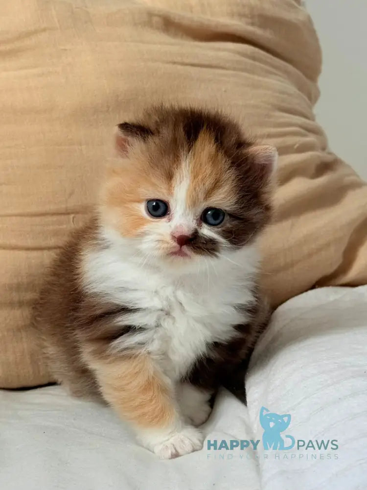 Tata Scottish Straight female chocolate tortie bicolour live animals