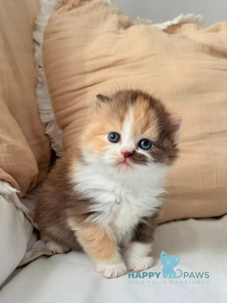 Tata Scottish Straight female chocolate tortie bicolour live animals