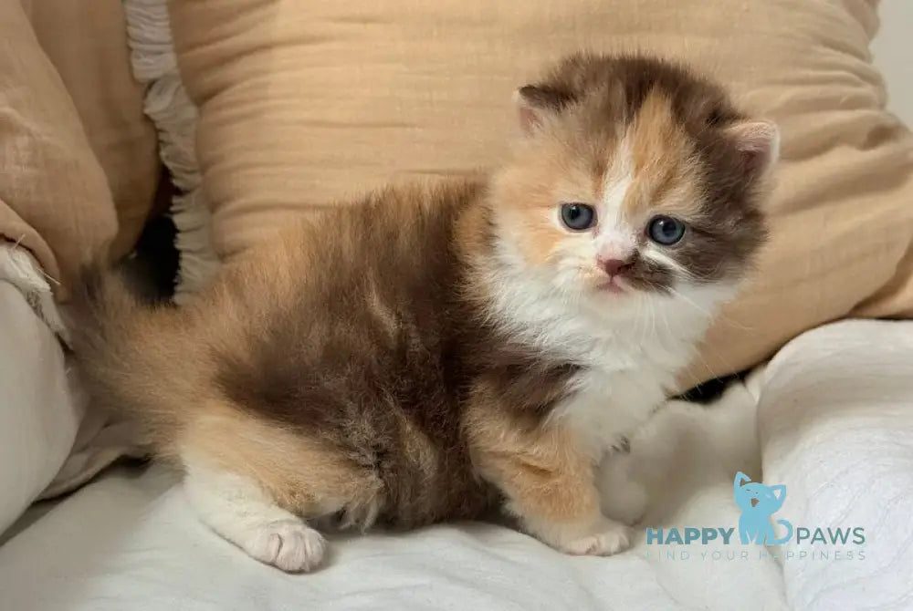 Tata Scottish Straight female chocolate tortie bicolour live animals