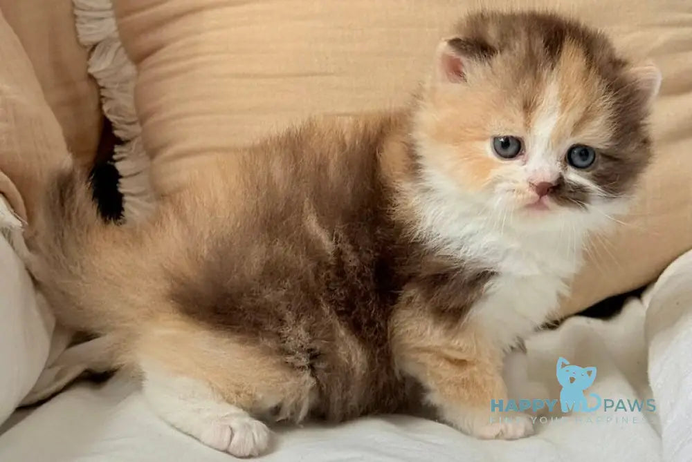 Tata Scottish Straight female chocolate tortie bicolour live animals