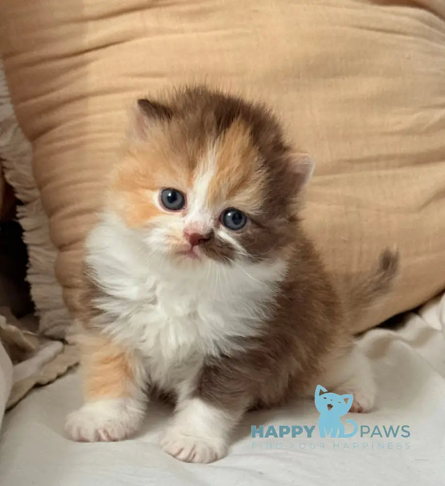 Tata Scottish Straight female chocolate tortie bicolour live animals