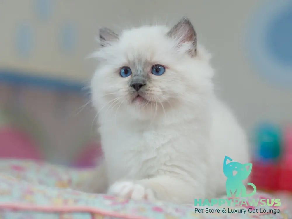 Tate Ragdoll male blue mitted live animals