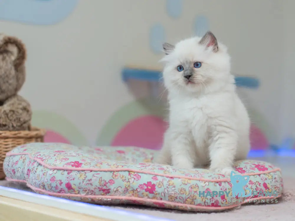 Tate Ragdoll male blue mitted live animals