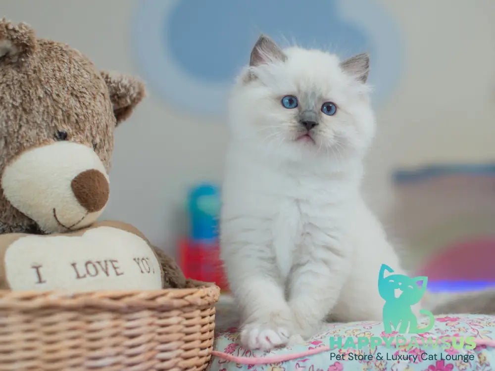 Tate Ragdoll male blue mitted live animals