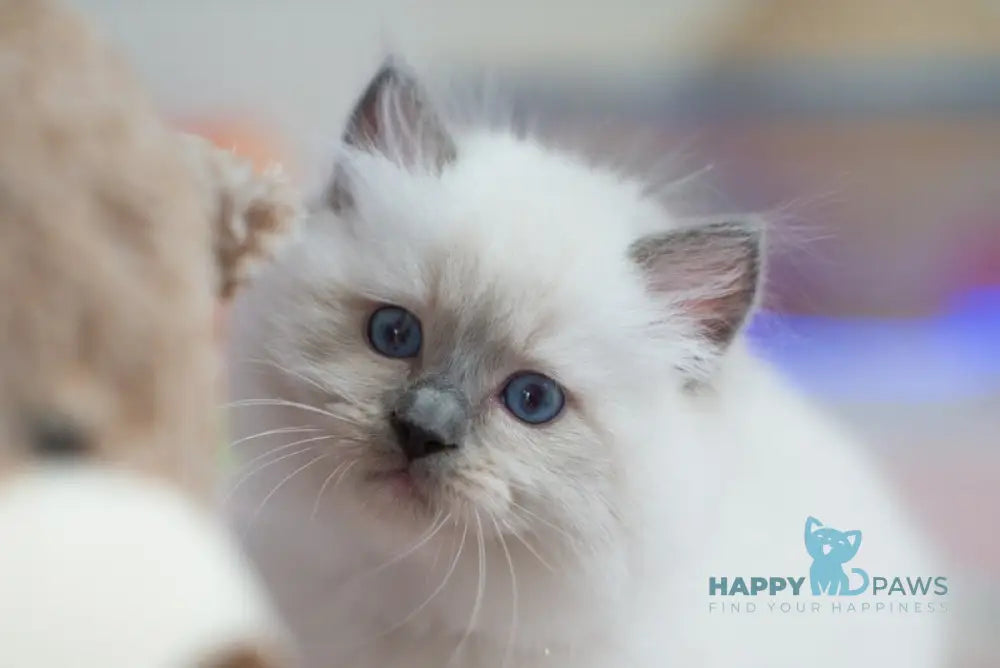 Tate Ragdoll male blue mitted live animals
