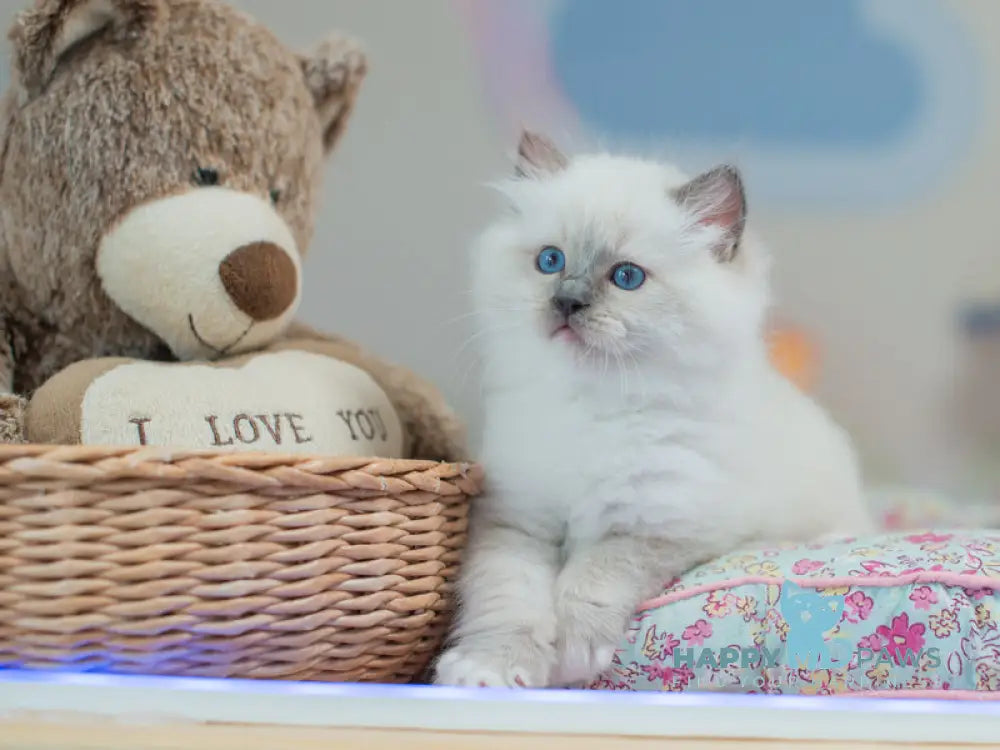 Tate Ragdoll male blue mitted live animals