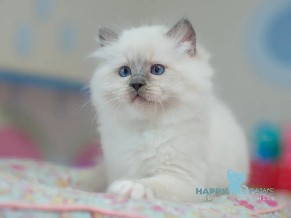 Tate Ragdoll male blue mitted live animals