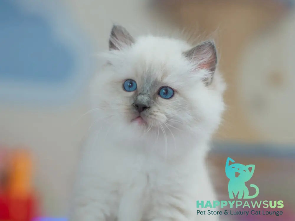 Tate Ragdoll male blue mitted live animals