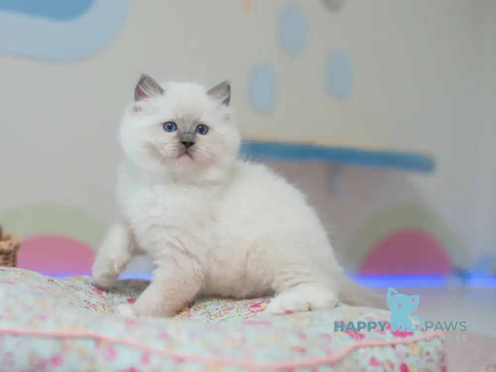 Tate Ragdoll male blue mitted live animals