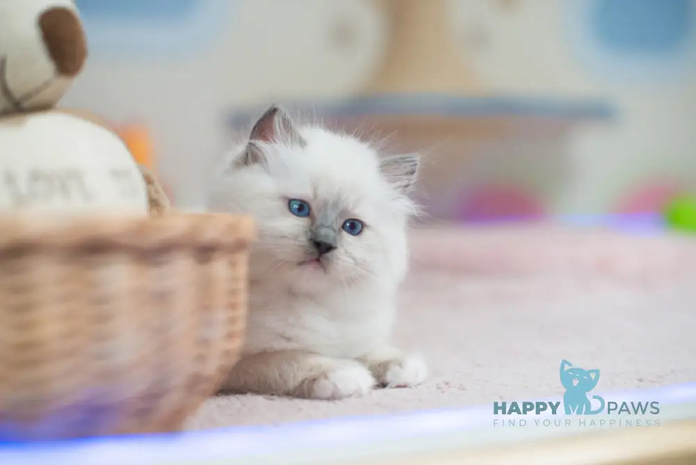 Tate Ragdoll male blue mitted live animals