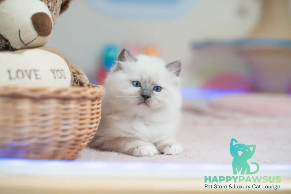 Tate Ragdoll male blue mitted live animals