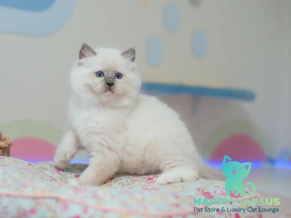 Tate Ragdoll male blue mitted live animals