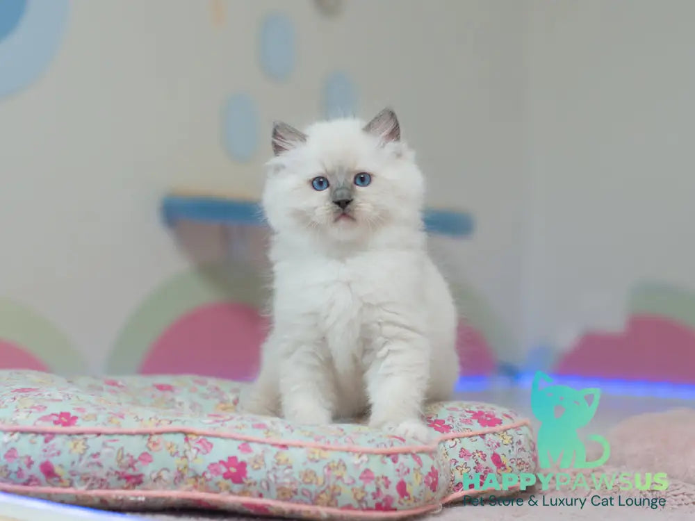 Tate Ragdoll male blue mitted live animals