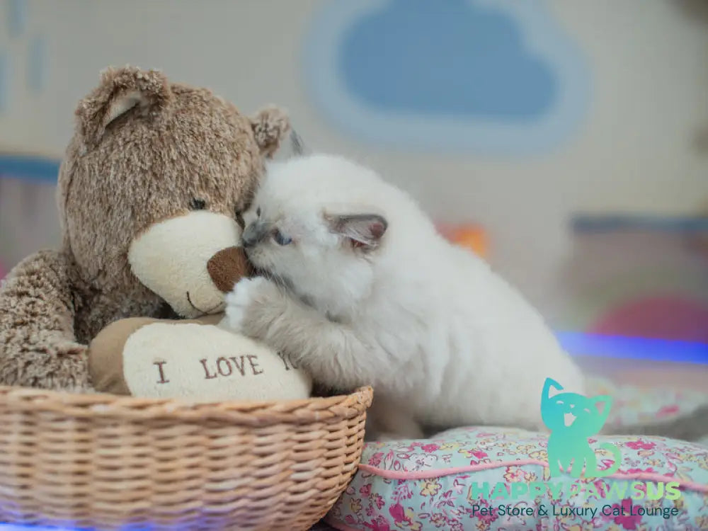Tate Ragdoll male blue mitted live animals