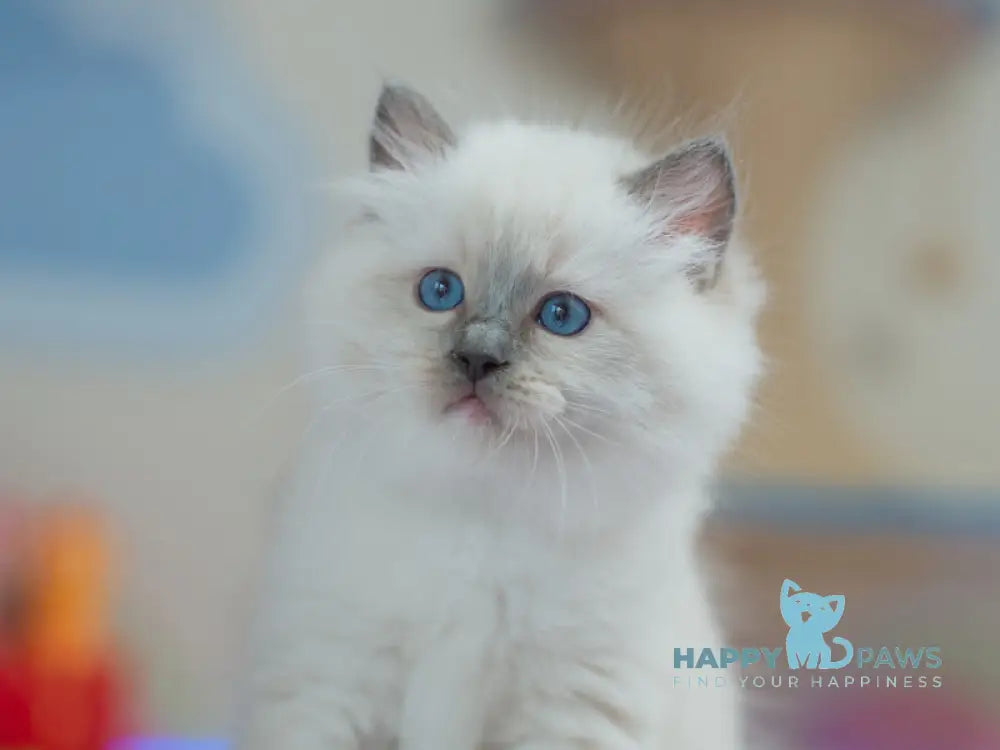 Tate Ragdoll male blue mitted live animals